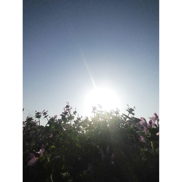 INSTAX PalAF2.2A1/8000bAISO100