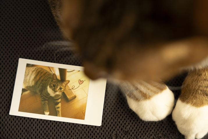 pAvg΁ACXgȂǂʐ^ɍ邱Ƃł̂ŁAЂƐ̑ÕvN̂悤ȊoŎʐ^̃fR[Vy߂܂B΂Ȃ̂ŕiȂ΂ȂƂłAȂ̂ōTڂȃX^v̂LOɂPvgĂ݂܂