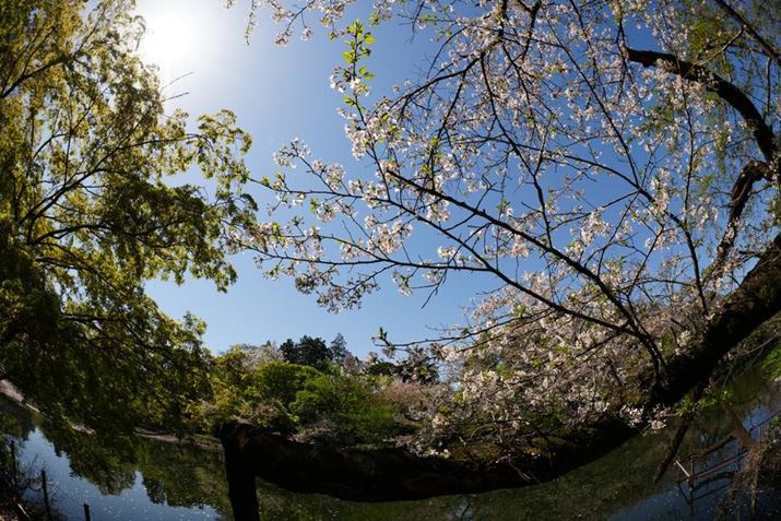 ӂɔʑ̂zuAc݂BF5.6܂ōiĎBeĂ邪AX჌Y͔ʊE[x[BiŁAŜɃsg킹ĂV[vɎBełBzɌĂ邪tA͗ǍDɗ}Ă郿7R VA15mm F1.4 DG DN DIAGONAL FISHEYEAF5.6A1/640bAISO100A+0.3EVAzCgoXFܓVANGCeBubNFVVBeʐ^i9504×6336A53.2MBj