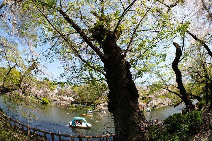 c݂邽߂ɒnO̍𐶂ĎBeB჌Y̓_Ci~bNȉߊ|CgBO̖̍؂Ɣw̃X{[gŉߊoĂB̂Xibvʐ^Ɏdオ7R VA15mm F1.4 DG DN DIAGONAL FISHEYEAF5.6A1/250bAISO100A+0.3EVAzCgoXFܓVANGCeBubNFVVBeʐ^i9504×6336A45.6MBj