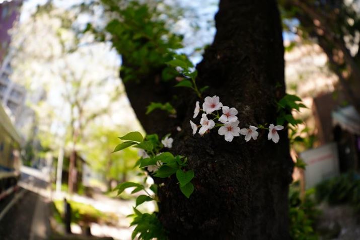 JlF1.4ōŒZBe܂ŊĎBeBŝwi𗘗p邱ƂŁA炩Ȕwi{P\ł7R VA15mm F1.4 DG DN DIAGONAL FISHEYEAF1.4A1/640bAISO100A-0.3EVAzCgoXFܓVANGCeBubNFVVBeʐ^i9504×6336A31.6MBj