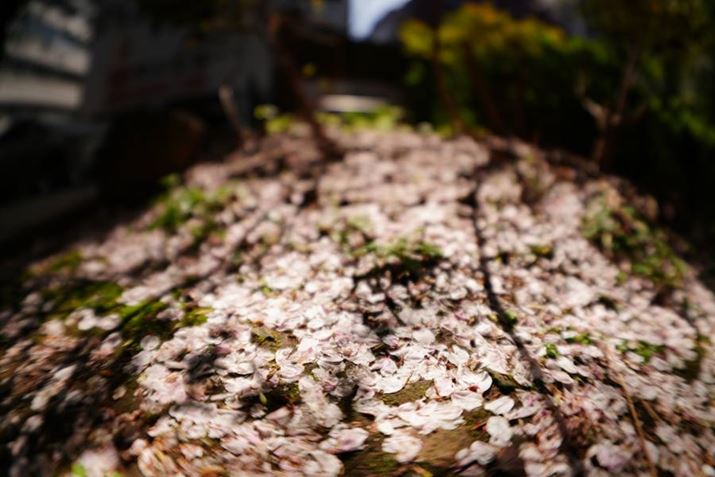 Ԃт̎U~ꂽnʂ؂ĎBeBh}`bNȌۓIȃJbgɂȂBN̓̍͒x炫ANǂ肱Ă܂܂ȕ\Ăꂽ7R VA15mm F1.4 DG DN DIAGONAL FISHEYEAF1.4A1/6400bAISO100A+0.3EVAzCgoXFܓVANGCeBubNFVVBeʐ^i9504×6336A34.5MBj