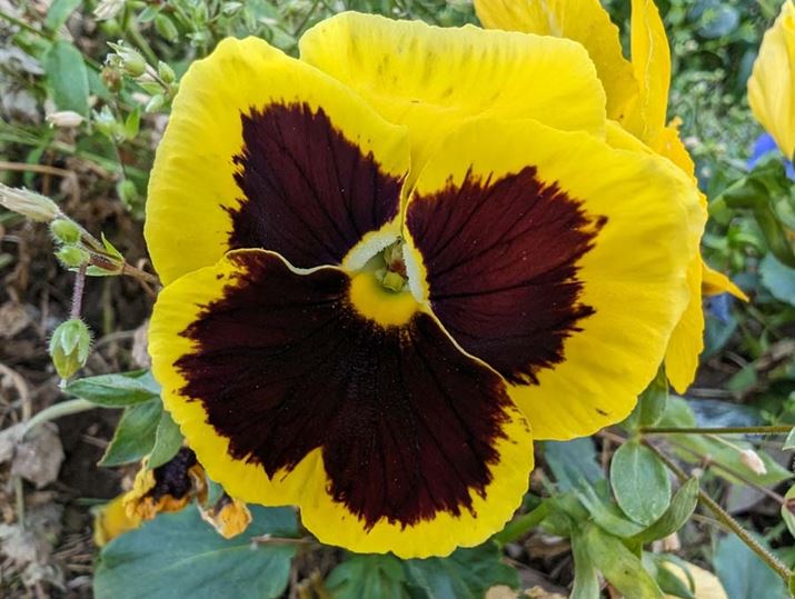 uPixel 8avijAuPixel 8vijŎBeBڎʂɂȂƁAuPixel 8av̓}NtH[JX[hȂ߃sg܂