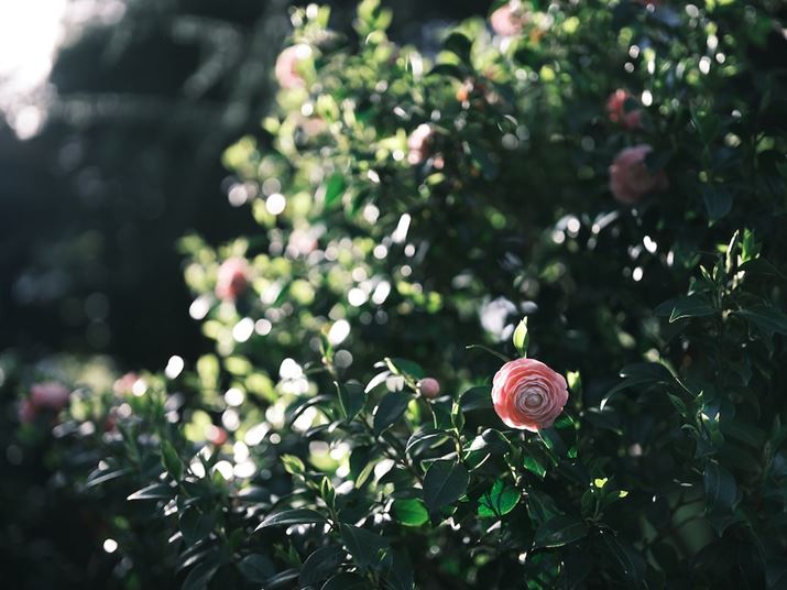 GFX100 IIAGF55mmF1.7 R WRA55mmi35mmZ44mmjAF1.7A1/550bAISO80A+0.3EVAzCgoXFI[gAtBV~[VFNVbNlKAJPEGBeʐ^i11648×8736A39.0MBj