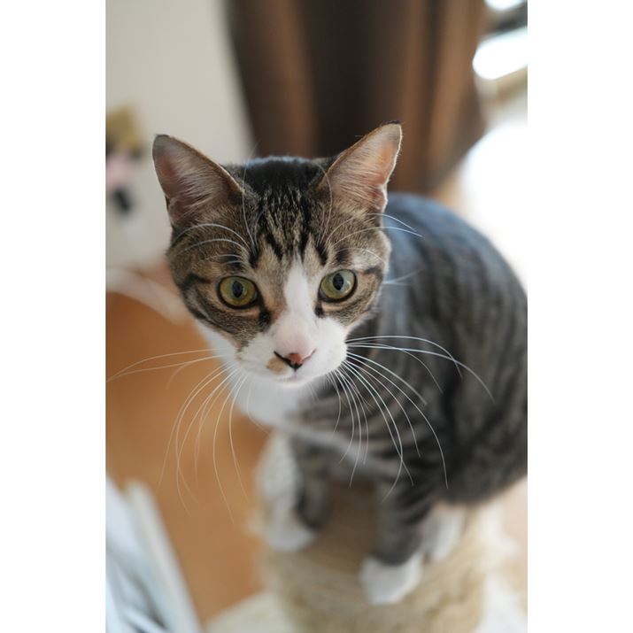 7R VAFE 24-50mm F2.8 GA50mmAF2.8A1/500bAISO4000AzCgoXFI[gANGCeBubNFSTBeʐ^i6336×9504A39.7MBj