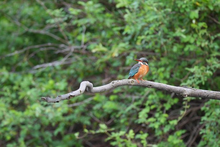 7R VA500mm F5.6 DG DN OSA500mm(750mm)AF5.6A1/100bAISO400AzCgoXFI[gANGCeBubNFSTBeʐ^i6240×4160A16.1MBj