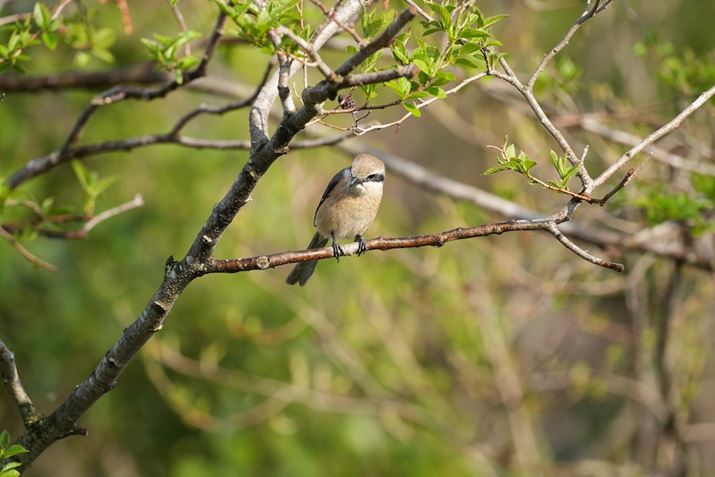 7R VA500mm F5.6 DG DN OSA500mmAF8.0A1/500bAISO640A+0.3EVAzCgoXFI[gANGCeBubNFSTBeʐ^i9504×6336A37.1MBj