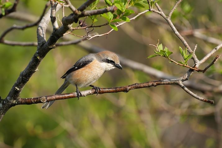 7R VA500mm F5.6 DG DN OSA500mm(750mm)AF8.0A1/500bAISO400AzCgoXFI[gANGCeBubNFSTBeʐ^i6240×4160A17.0MBj