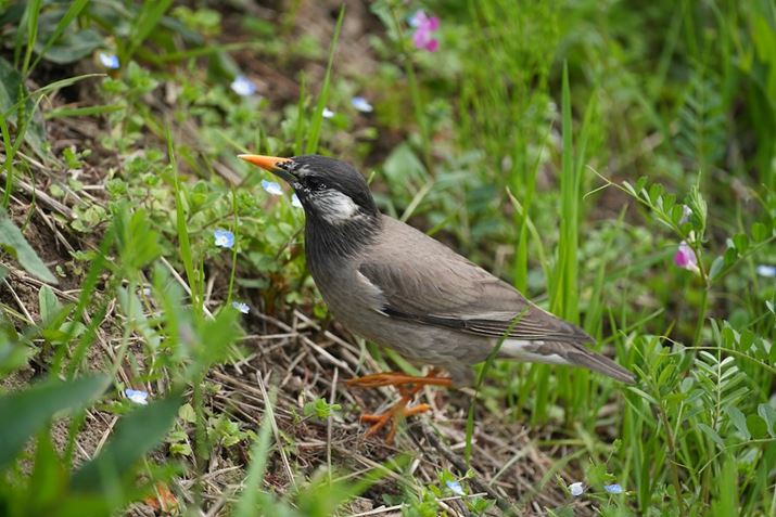 7R VA500mm F5.6 DG DN OSA500mmAF5.6A1/500bAISO320AzCgoXFI[gANGCeBubNFSTBeʐ^i9504×6336A39.4MBj