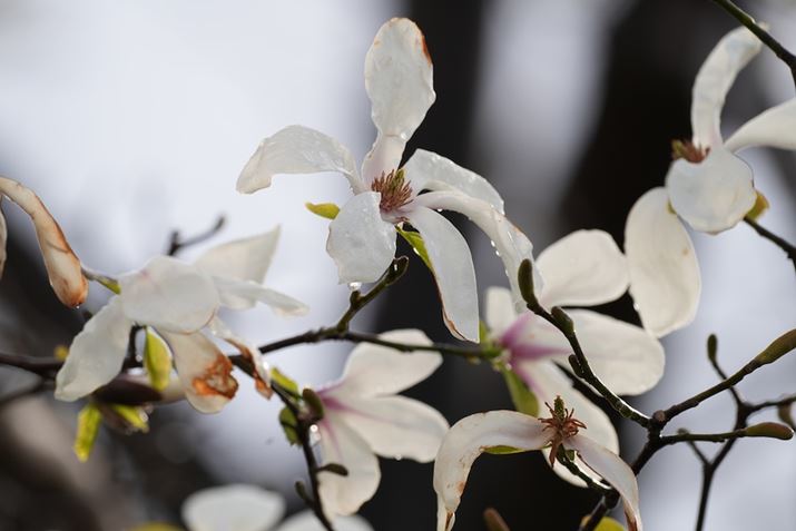 7R VA500mm F5.6 DG DN OSA500mmAF8.0A1/125bAISO100A+0.7EVAzCgoXFI[gANGCeBubNFSTBeʐ^i9504×6336A28.8MBj