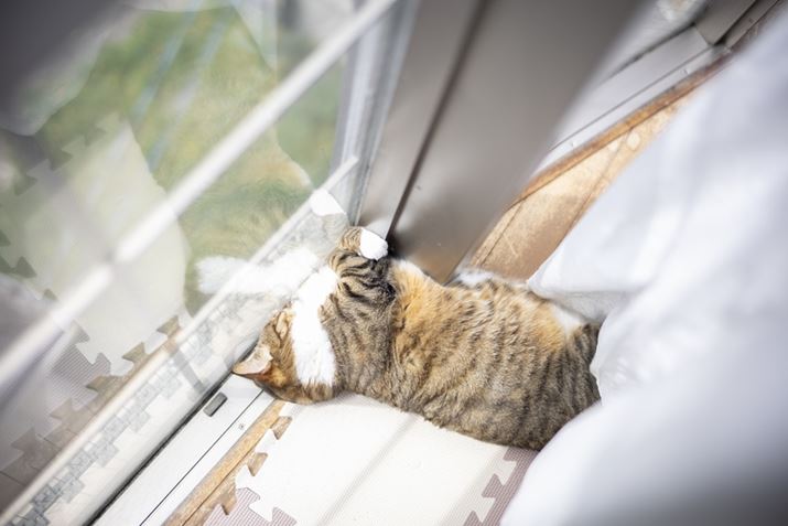 oOɑӂŏn鎟jp`EOS R8ANOKTON 40mm F1.2 AsphericalAF1.6A1/1000bAISO100A+2.3EVAsN`[X^CFX^_[hAzCgoXFI[gARAW