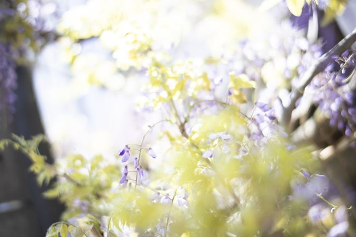 EOS R8ANOKTON 40mm F1.2 AsphericalAF1.2A1/1000bAISO100A+2.0EVAsN`[X^CFX^_[hAzCgoXFI[gARAW