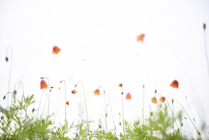 EOS R8ANOKTON 40mm F1.2 AsphericalAF1.2A1/2000bAISO100A+3.0EVAsN`[X^CFX^_[hAzCgoXFI[gARAW