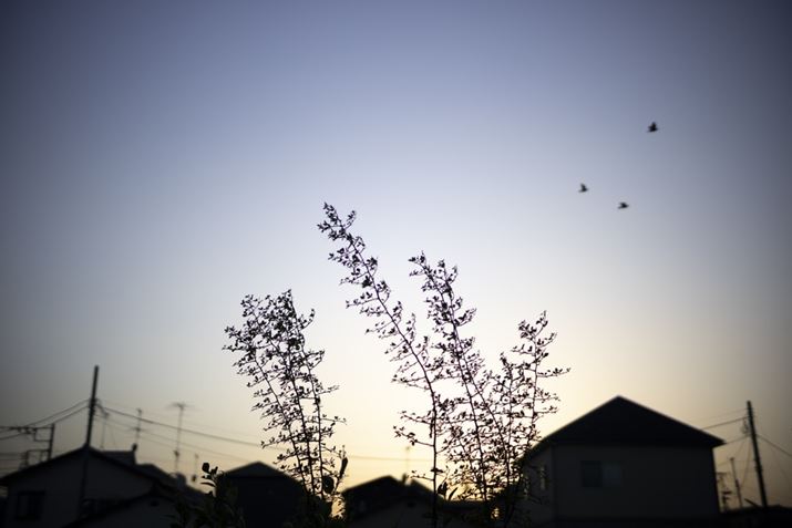 EOS R8ANOKTON 40mm F1.2 AsphericalAF1.2A1/4000bAISO100AsN`[X^CFX^_[hAzCgoXFI[gARAW