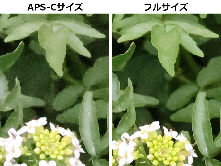 APS-CZT[́uEOS R10vAEtTCYZT[́uEOS R8vŎBeISO6400̐؂o摜ł