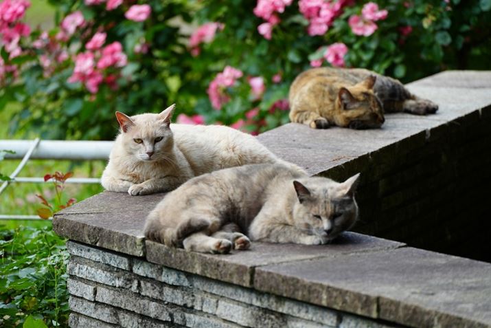 7C IIA50-300mm F/4.5-6.3 Di III VC VXDA300mmAF8.0A1/125bAISO400A+1.0EVAzCgoXFI[gANGCeBubNFSTBeʐ^i7008×4672A19.3MBj