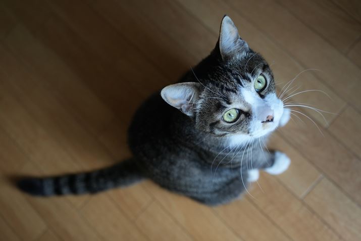 7C IIA50-300mm F/4.5-6.3 Di III VC VXDA50mmAF5.0A1/25bAISO800A-0.7EVAzCgoXFI[gANGCeBubNFSTBeʐ^i7008×4672A18.2MBj