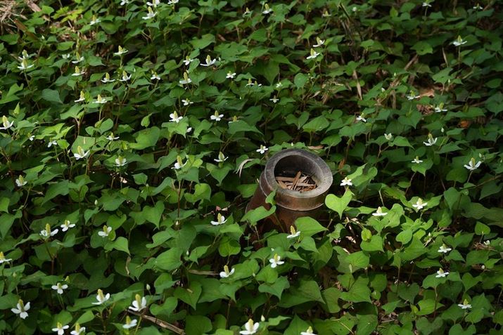 7C IIA50-300mm F/4.5-6.3 Di III VC VXDA70mmAF5.6A1/320bAISO400A-1.0EVAzCgoXFI[gANGCeBubNFSTBeʐ^i7008×4672A21.8MBj