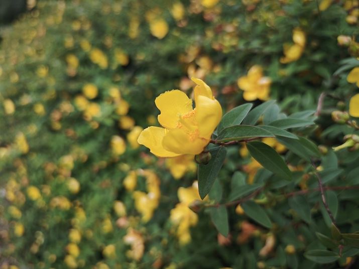 Xiaomi 14 UltraACJA35mmZ23mmAF1.63A1/670bAISO50AWBFI[gAtB^[FLeica NAT