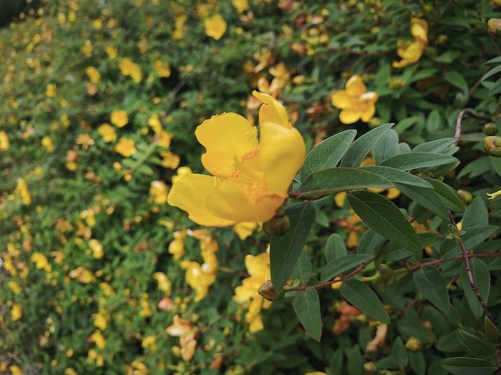 Xiaomi 14 UltraACJA35mmZ23mmAF4A1/190bAISO50AWBFI[gAtB^[FLeica NAT