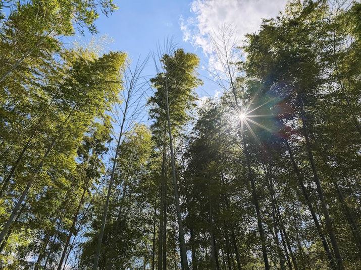 ʂɋ_ƌ䊂܂Xiaomi 14 UltraACJA35mmZ23mmAF2.8A1/320bAISO50AWBFI[gAtB^[Fm[}