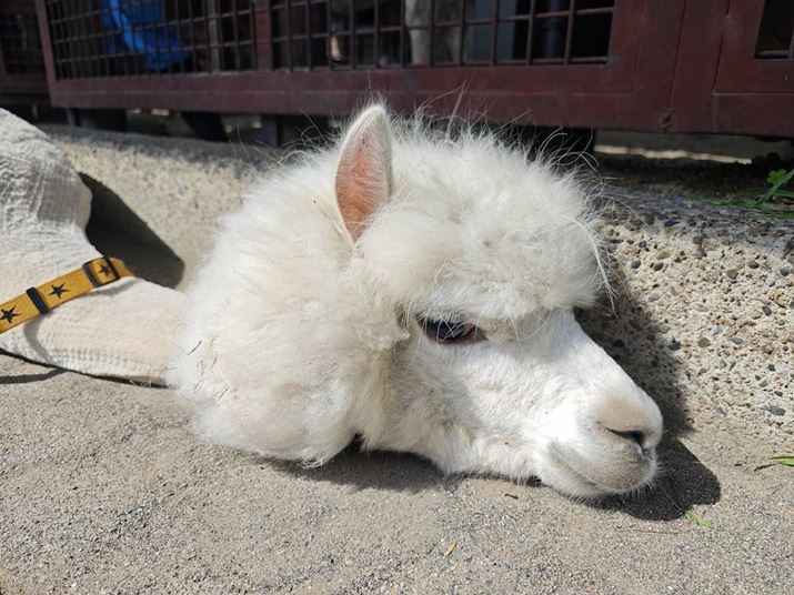 Xiaomi 14 UltraACJA35mmZ23mmAF2A1/1800bAISO50AWBFI[gAtB^[Fm[}Beʐ^i4096×3072A10.8MBj