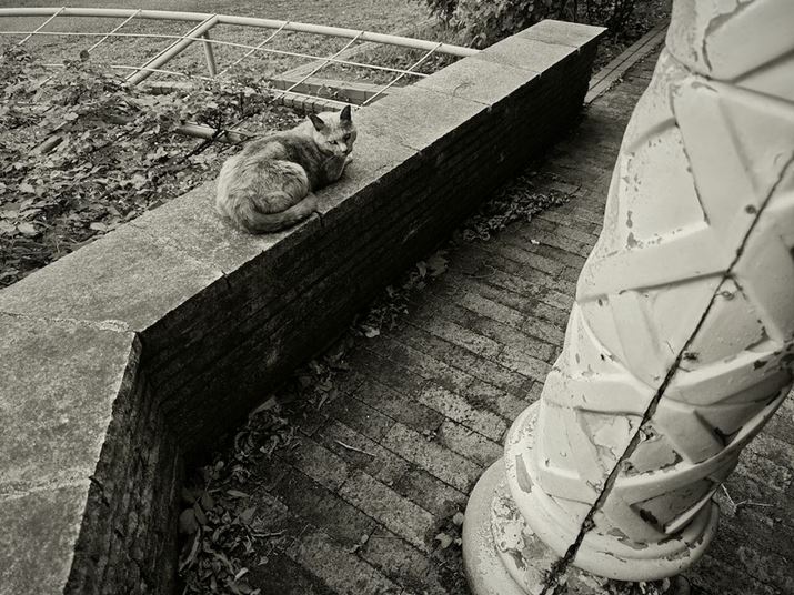 Xiaomi 14 UltraACJA35mmZ23mmAF2A1/250bAISO50A|0.7EVAWBFI[gAtB^[FLeica BW Sepia