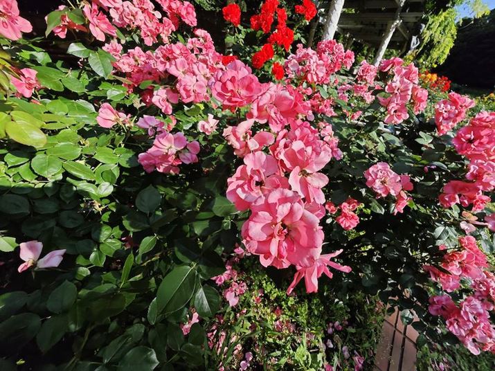 wIɐ݌vLp12mmłAƂĂꂢȎʐ^ɎdオĂ܂Xiaomi 14 UltraA12mmLpJA35mmZ12mmAF1.8A1/3200bAISO50AWBFI[gAtB^[Fm[}Beʐ^i4096×3072A9.2MBj