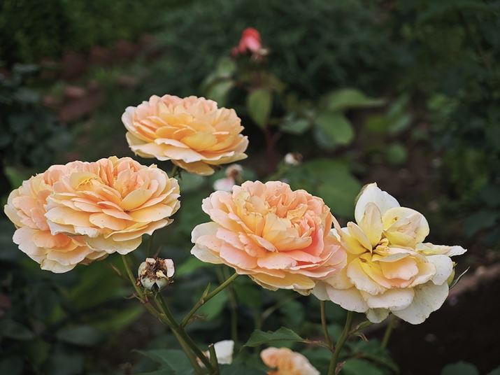 ]炵KxȈkʂƃ{P܂B1/2.51^ZT[ł܂ŎB̂Ɛ܂Xiaomi 14 UltraA75mmt[eBO]JA35mmZ75mmAF1.8A1/1250bAISO50AWBFI[gAtB^[Fm[}Beʐ^i4096×3072A6.7MBj