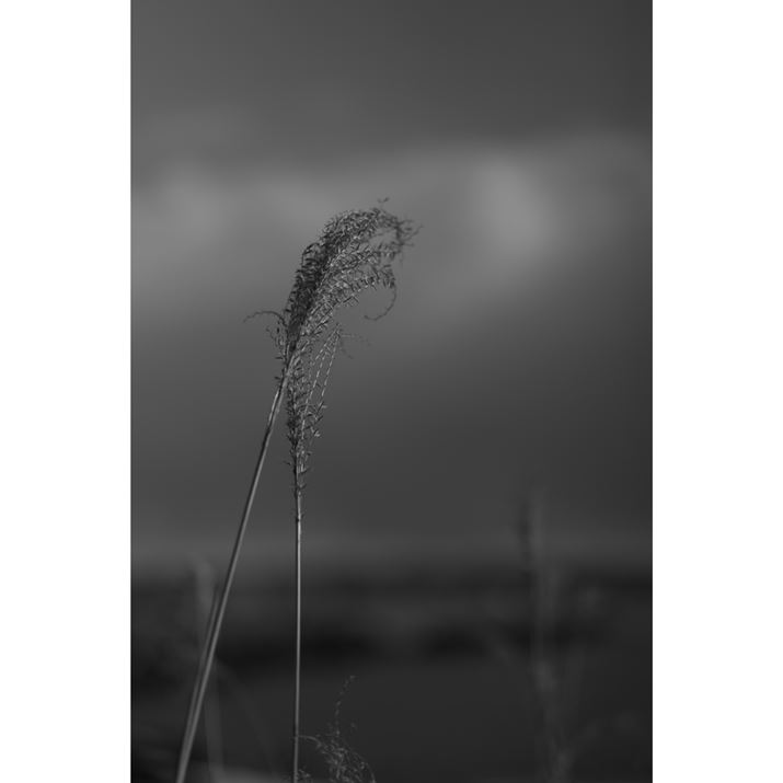 LUMIX S5IIXALUMIX S 100mm F2.8 MACROAF2.8A1/5000bAISO100A-0.7EVAzCgoXFVAtHgX^CFL.mN[DBeʐ^i4000×6000A6.0MBj