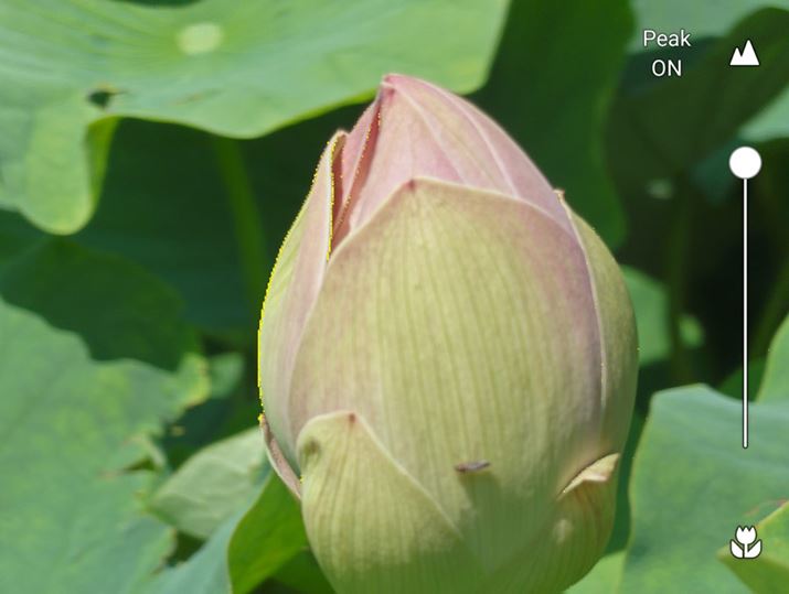 e}NBéA}jAł̃sg킹\Bsg̃s[NʒuF\Ă