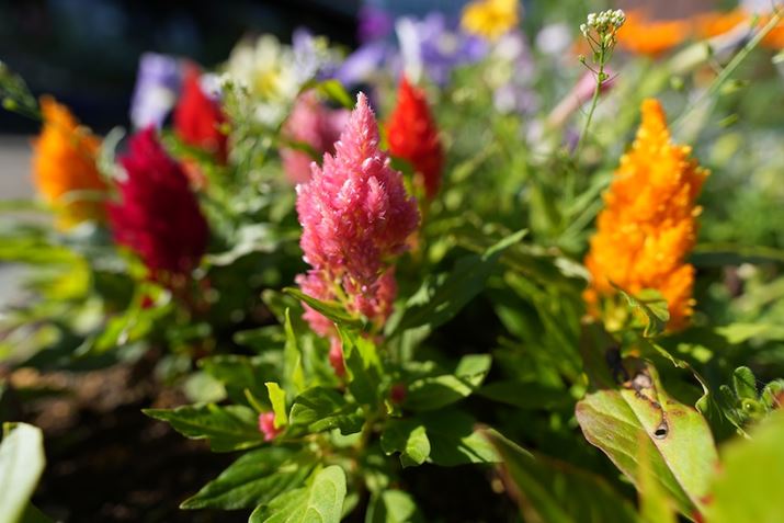 7R VAFE 16-35mm F2.8 GM IIA16mmAF2.8A1/1250bAISO100AzCgoXFI[gANGCeBubNFSTBeʐ^i9504×6336A13.2MBj