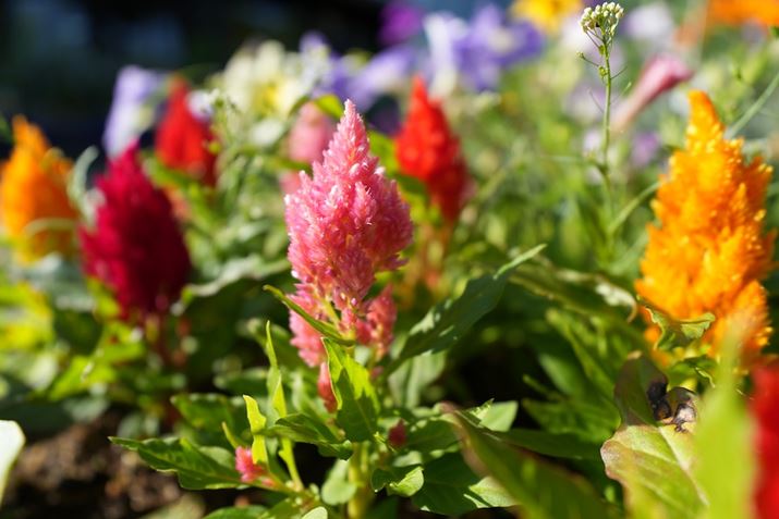 7R VAFE 16-25mm F2.8 GA25mmAF2.8A1/1000bAISO100AzCgoXFI[gANGCeBubNFSTBeʐ^i9504×6336A13.9MBj