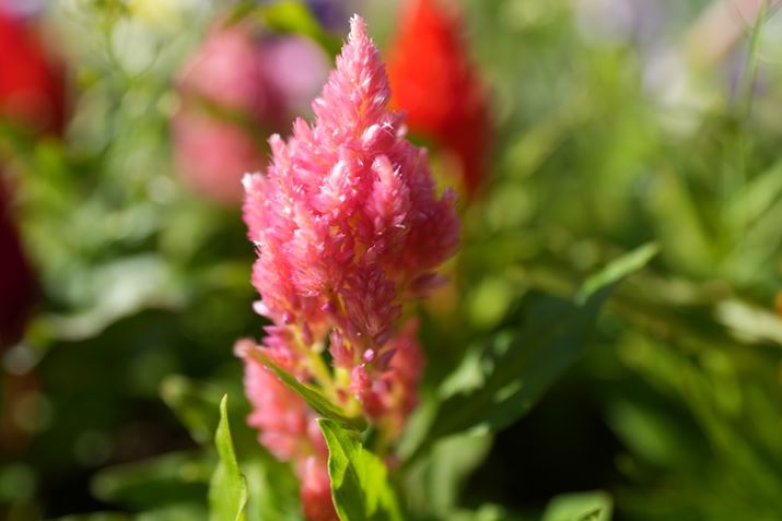 7R VAFE 16-25mm F2.8 GA35mmAF2.8A1/1000bAISO100AzCgoXFI[gANGCeBubNFSTBeʐ^i9504×6336A12.1MBj