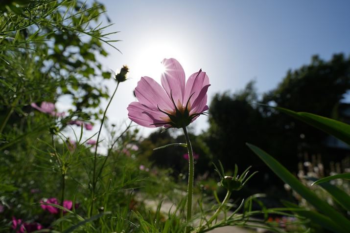 7R VAFE 16-25mm F2.8 GA25mmAF8A1/640bAISO100AzCgoXFI[gANGCeBubNFSTBeʐ^i9504×6336A12.5MBj