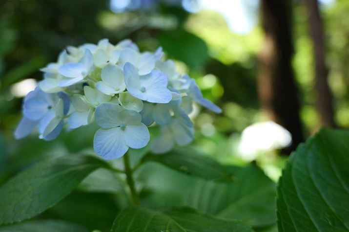 LUMIX S9ALUMIX S 28-200mm F4-7.1 MACRO O.I.S.A28mmAF4A1/50bAISO100A+0.3EVAzCgoXFzAtHgX^CFBBbhBeʐ^i6000×4000A7.6MBj