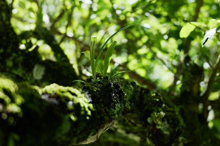 {Y[Y͂ǂĂLœ_ɒڂłAӎ邱Ƃł܂܂Ȕʑ̂h}`bNɕ`ʂł܂LUMIX S9ALUMIX S 28-200mm F4-7.1 MACRO O.I.S.A46mmAF5A1/800bAISO1000A-0.3EVAzCgoXFziB4AG8jAtHgX^CFVlCNV2