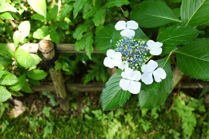 LUMIX S9ALUMIX S 28-200mm F4-7.1 MACRO O.I.S.A38mmAF4.6A1/100bAISO1000A+0.7EVAzCgoXFzAtHgX^CFi