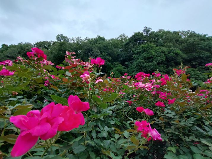 sN̐ԂԂ͖Oa₷KrIcĂBA\}ӂ̉掿̓~hŴ