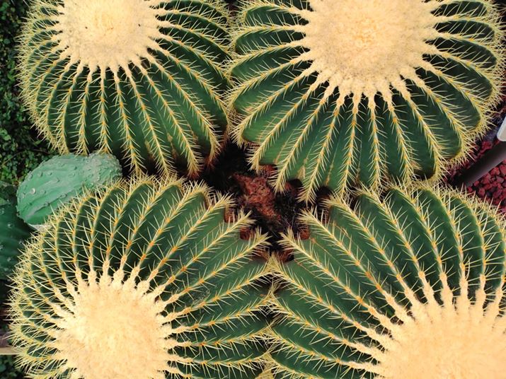 LpJAڎʋCŎBeĂBrIߋ̔ʑ̂̂ق掿͂悢悤