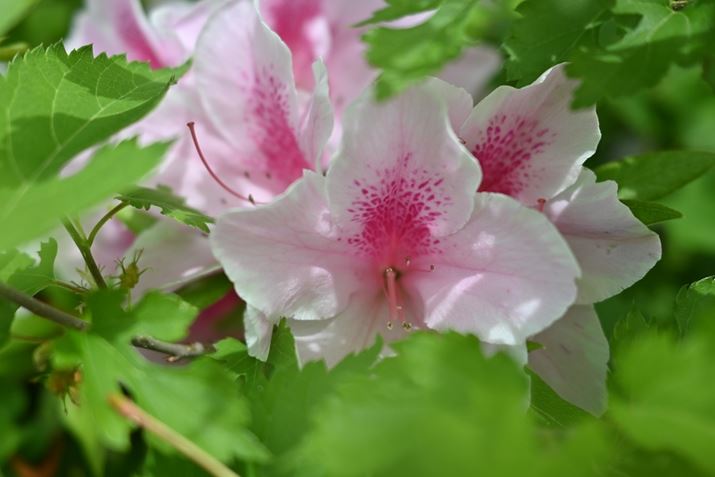 Ԃ\傫؂܂BI[}CeB[ɂ܂܂Ȕʑ̂ɑΉł郌YłZ fcANIKKOR Z 28mm f/2.8AF2.8A1/1250bAISO100A+0.3EVAzCgoXFI[g1i͋CcjAsN`[Rg[FX^_[h