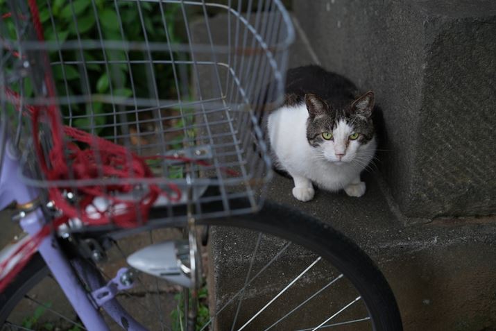 7R VA24-70mm F2.8 DG DN IIA50mmAF2.8A1/60bAISO250AzCgoXFI[gANGCeBubNFSTBeʐ^i9504×6336A34.4MBj