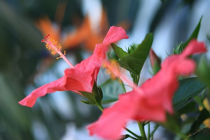 uRF50mm F1.8 STMvŎBeB{Y͐ڎʂł̂́BőBe{0.25{łBiJŊĂ܂掿͗ǍDŁACɂȂ܂EOS R7ARF50mm F1.8 STMA50mmi35mmZ80mmjAF1.8A1/1000bA-0.3EVAISO100AzCgoXFziB2AG2jAsN`[X^CFi