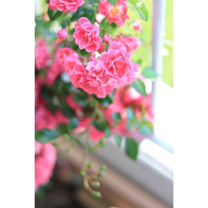 EOS R7ARF50mm F1.8 STMA50mmi35mmZ80mmjAF1.8A1/500bA+1.0EVAISO100AzCgoXFziB2AG2jAsN`[X^CFi