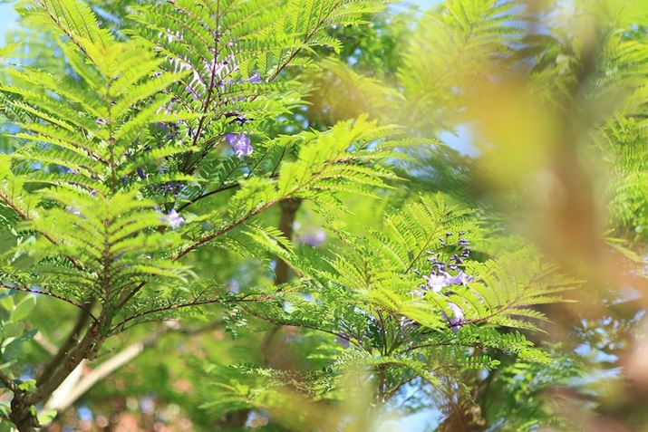 EOS R7ARF50mm F1.8 STMA50mmi35mmZ80mmjAF2A1/1000bA+0.7EVAISO100AzCgoXFzAsN`[X^CFi