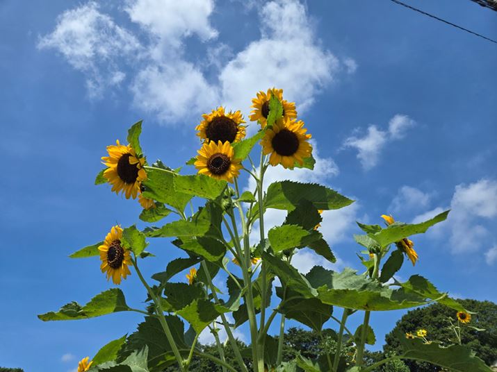 LpJŎBeB萸ׂȈۂɂȂB̑N₩ĂAĂ̓̈ۂ߂Ă