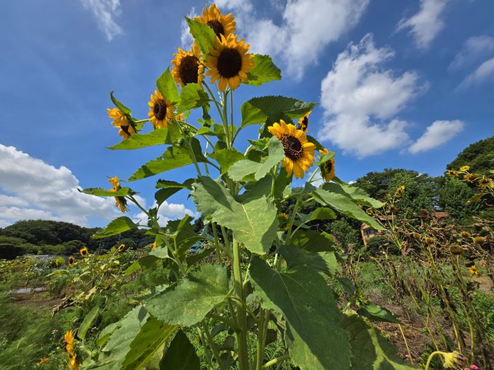 Lp炵L̂\}ɂȂB\}ӂ܂ň肵掿ێ_nCGhNX炵