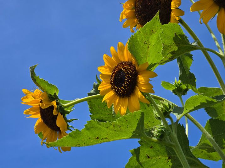 ]Jɐ؂ւĎBeBɕԂЂ܂肪ۓIŁA]̂ߍLp̂̒ʏ̃X}[gtHƂ͈ۂ̈قȂ\}ɂȂ