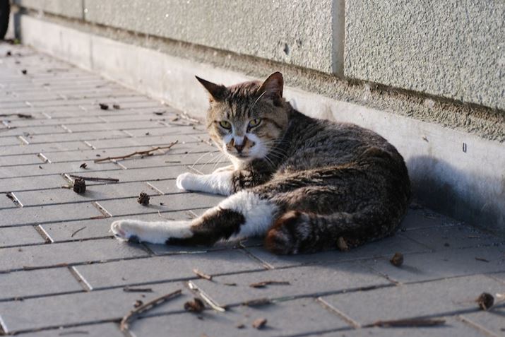 X-T50AXF16-50mmF2.8-4.8 R LM WRA50mmi35mmZ75mmjAF4.8A1/50bAISO800AzCgoXFI[gAtBV~[VFASTIA/\tg