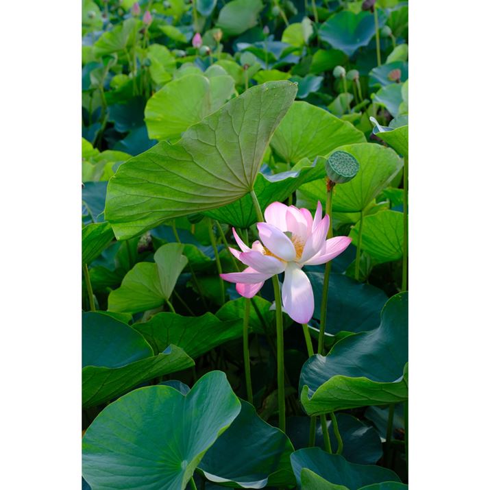 X-T50AXF16-50mmF2.8-4.8 R LM WRA50mmi35mmZ75mmjAF5.6A1/60bAISO125AzCgoXFI[gAtBV~[VFVelvia/rrbhBeʐ^i5152×7728A19.5MBj